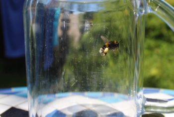 1 Photography Bee Jar