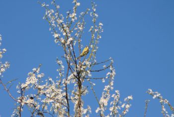 Blue Tit hghly commended Caitlin Copp smallversion (1)